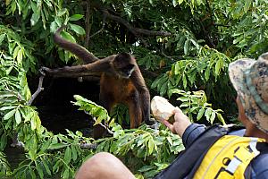 Our guide feeding a monkey a piece of a coconut on Monkey Island.