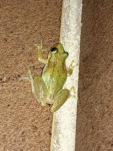 This is a little frog that would come visit our shower every evening -- he was only about the size of quarter, but would jump several feet at once. Fun guy!