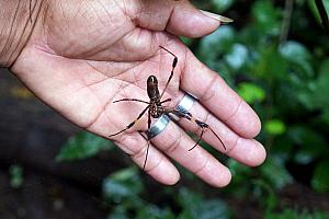 Monday, December 16: Heading on a hike up the Maderas volcano rainforest into the cloud forest - this spider had built a web across our path; we nearly ran into it. That may not have been pleasant!