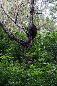 That big nest-looking thing on the tree is a giant ant hill / ant home. CRAZY.