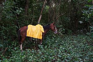 A farmer's horse hanging out in the rainforest; the farmers are out collecting coffee beans.