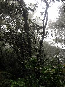 Definitely in the cloud forest. Looking down into a ravine, can only see dense white clouds. 
