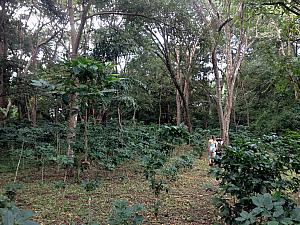 Walking through a grove of coffee bushes -- I was surprised that the coffee beans looked just like little green and red berries. 