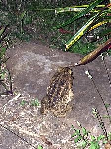 Walked past this big bullfrog on our way to dinner. This guy was bigger than a softball!