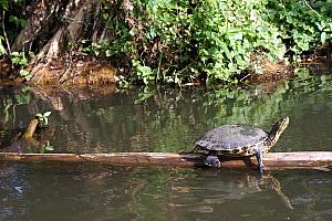 Floating by a turtle hanging out on a log. 