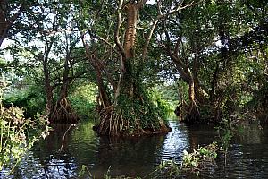 Floating past some interesting trees growing in the river.