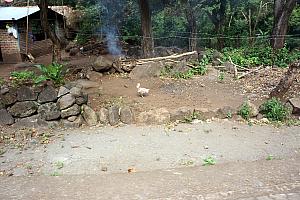 Passing by a chicken along the road -- the roads were shared by chickens, pigs, horses, bicycles, motorcycles and cars. Cars were definitely the exception to the rule.