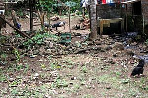 As I mentioned before, riding by more chickens and a pig, along the road.