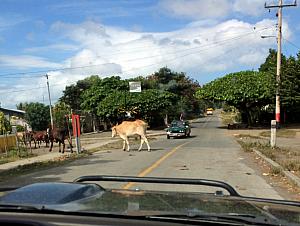 Thursday, December 19: And here's an example of a series of cows crossing the road.