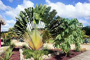 Interesting fan-like palm on Bueno Onda's grounds.