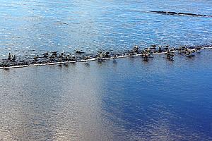 We enjoyed watching these little birds scramble back and forth along the edge of the water as the waves ran in and out.