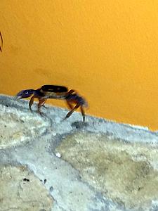 We met a big crab walking back to our hotel room. 