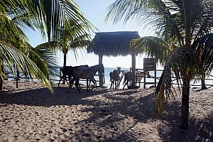 Sunday, December 22: As we walked back out to the beach, we were surprised to find a group of horses roaming the grounds. 