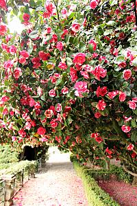 The gardens were filled with Camellias!