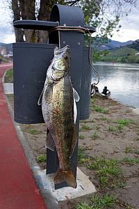 I found this big fish hanging out as I went from a stroll along the river.