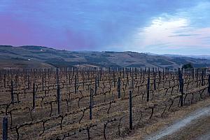 Lots and lots of grape vines.