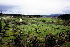 And these are the grape vines growing outside!