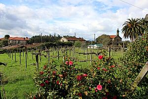 Grounds around the winery