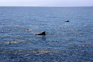 There's some whales! We saw maybe 10 or so whales and about 15-20 dolphins. This is the best photo we captured. Most of the time, we would just see the top of the whales crest above the water like this. No Shamu jumps.