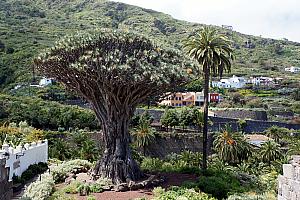 The "famous" Dragon Tree in Tenefire, in the town of Icod De Los Vinos