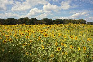 Lots and lots of sunflowers