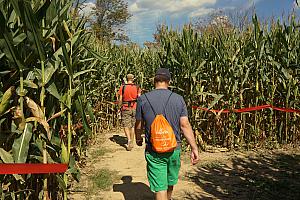 Getting lost in the corn maze.
