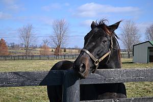 Horses modeling for us.