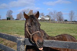 Horses modeling for us.