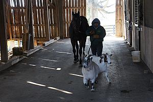 This was a funny story -- this horse and the two goats are inseparable. We were told a story that they were once separated, and had to fly the two goats from Florida to Kentucky to reunite with the horse to keep him calm.