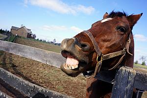 This horse is hamming it up!