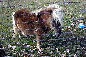 Cute miniature horse!