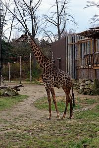 Hello mister giraffe.