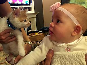 Thanksgiving 2014 - Capri meeting a kitten!