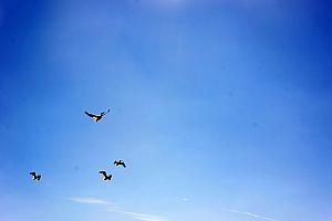 Lots of birds in the Everglades.