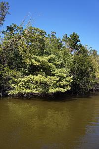 A Manchineel tree growing along the river. These are one of the most poisonous trees in the world.