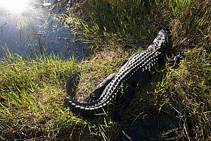 Close-up of the gator.