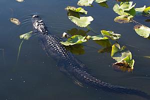 Check out this guy swimming.