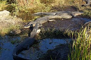 At the end of the raised deck was a viewing platform with two dozen alligators. Was great! Mostly they were just hanging out, but every once in awhile they would do something fun like this guy opening his jaws.