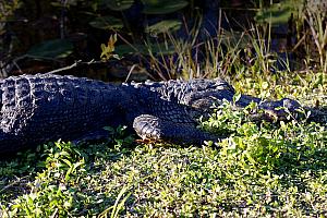 Alligator close-up.