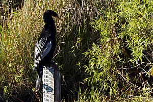 Another bird. Lots and lots of big, beautiful birds.