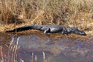 We probably saw 50 alligators during our 2-hour tram ride, each no more than 10-20 feet away from us.