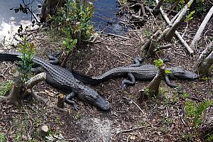 I really liked all the alligators!