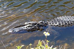 Something special -- baby and mother alligator!