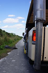 Tram riding heading back to our car, and what do you know, an alligator is nearly in our way!