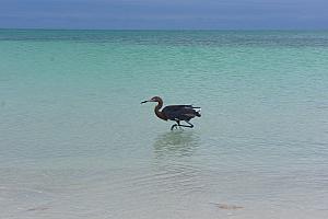 I found a little friend in the water.