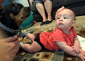 Visiting at Sara and Mike's -- Capri is checking out a new friend. Not too sure of her.