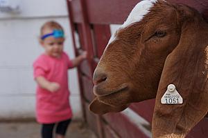 This goat is a good babysitter.