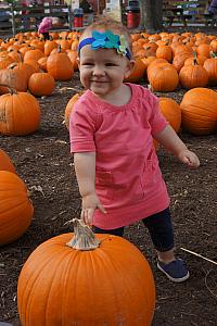 Capri in the pumpkin patch