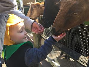 Feeding the Goats