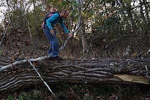 Dad and Capri scaling a fallen tree.